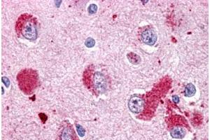 Image no. 1 for anti-G Protein-Coupled Receptor 151 (GPR151) (C-Term) antibody (ABIN1048739)