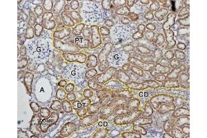 Expression of Angiotensin-(1-7) Mas Receptor in rat kidney - Immunohistochemical staining of rat kidney paraffin embedded sections using Anti-Angiotensin-(1-7) Mas Receptor Antibody (ABIN7042920, ABIN7043904 and ABIN7043905), (1:100).
