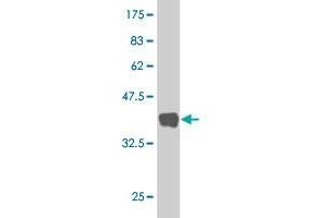 Western Blot detection against Immunogen (33.