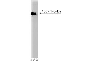 Western Blotting (WB) image for anti-General Transcription Factor III (GTF2I) (AA 17-123) antibody (ABIN968264)
