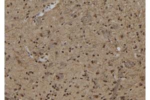 ABIN6279861 at 1/100 staining Rat brain tissue by IHC-P. (ZNF280B anticorps  (C-Term))