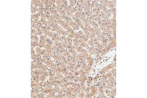 Immunohistochemical analysis of paraffin-embedded human liver tissue using (ABIN656416 and ABIN2845709) performed on the Leica® BOND RXm. (APG8b (AA 9-33), (N-Term) anticorps)