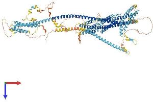 Axonemal Dynein Light Chain Domain Containing 1 (AXDND1) (AA 1-1012) protein (His tag)