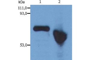 Western Blotting analysis of human alpha-Fetoprotein in Hep G2 human hepatocellular carcinoma cell line.