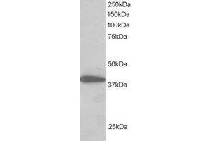 Western Blotting (WB) image for anti-Protein Phosphatase 1, Regulatory Subunit 8 (PPP1R8) (C-Term) antibody (ABIN2466013) (PPP1R8 anticorps  (C-Term))