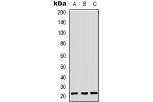 Western blot analysis of HP1 gamma expression in HepG2 (A), HEK293T (B), Hela (C) whole cell lysates. (CBX3 anticorps)
