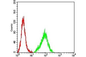 Flow cytometric analysis of Hela cells using FLI1 mouse mAb (green) and negative control (red).