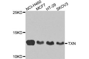 Western blot analysis of extracts of various cell lines, using TXN antibody. (TXN anticorps  (AA 1-100))
