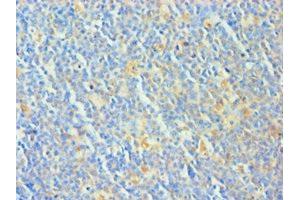 Immunohistochemistry of paraffin-embedded human tonsil tissue using ABIN7173325 at dilution of 1:100