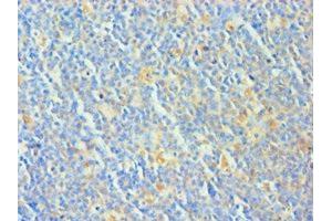Immunohistochemistry of paraffin-embedded human tonsil tissue using ABIN7173325 at dilution of 1:100 (TCOF1 anticorps  (AA 1189-1488))