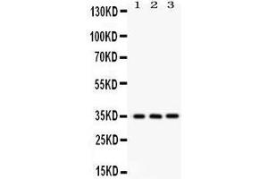 Anti- NMI Picoband antibody, Western blotting All lanes: Anti NMI  at 0. (NMI anticorps  (AA 2-307))