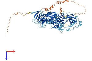 AlphaFold protein structure predicition of Mouse Recombinant Prkcg Protein, UniprotID P63318