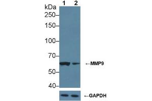 Western blot analysis of (1) Wild-type Jurkat cell lysate, and (2) MMP9 knockout Jurkat cell lysate, using Rabbit Anti-Rat MMP9 Antibody (2 µg/ml) and HRP-conjugated Goat Anti-Mouse antibody (abx400001, 0.