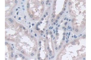 Detection of CPA4 in Human Kidney Tissue using Polyclonal Antibody to Carboxypeptidase A4 (CPA4) (CPA4 anticorps  (AA 55-421))