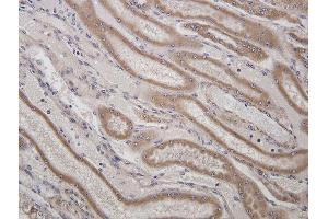 This image was kindly submitted by Dragos Scarlet DVM, MSc from the University of Vienna as part of the Bioss Discovery Progarm.