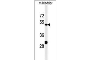 KLC3 Antibody (Center) (ABIN651542 and ABIN2840291) western blot analysis in mouse bladder tissue lysates (35 μg/lane). (KLC3 anticorps  (AA 245-274))