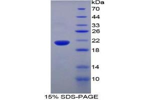SDS-PAGE analysis of Rat Ubiquitin D Protein. (UBD Protéine)
