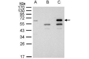 Immunoprecipitation (IP) image for anti-Histone Deacetylase 1 (HDAC1) antibody (ABIN2854776)