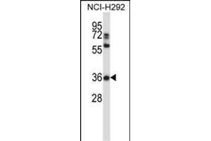 NSA Antibody (C-term) 13772b western blot analysis in NCI- cell line lysates (35 μg/lane). (NAPSA anticorps  (C-Term))