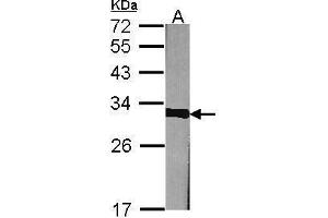 WB Image Sample (30 ug of whole cell lysate) A:NIH-3T3 12% SDS PAGE antibody diluted at 1:1000 (Prohibitin anticorps)