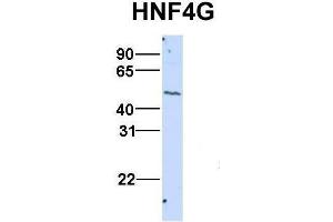 Host:  Rabbit  Target Name:  HNF4G  Sample Type:  HepG2  Antibody Dilution:  1. (HNF4 gamma anticorps  (N-Term))