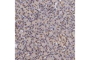 Immunohistochemical staining of human pancreas with TERF2 polyclonal antibody  shows strong nuclear positivity in exocrine glandular cells. (TRF2 anticorps)