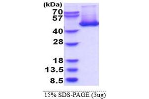 SDS-PAGE (SDS) image for Serpin Family H Member 1 (SERPINH1) (AA 18-418) protein (His tag) (ABIN666878) (SERPINH1 Protein (AA 18-418) (His tag))