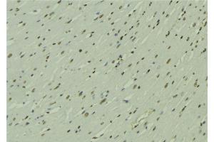 ABIN6272782 at 1/100 staining Mouse muscle tissue by IHC-P.
