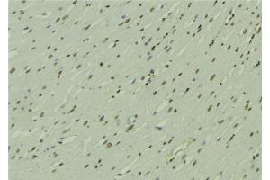 ABIN6272782 at 1/100 staining Mouse muscle tissue by IHC-P. (ARNTL anticorps  (Internal Region))