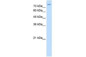 WB Suggested Anti-SLC20A2 Antibody Titration:  0. (SLC20A2 anticorps  (N-Term))