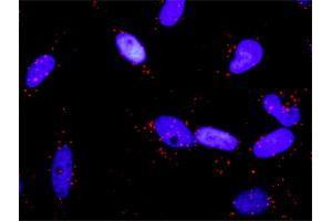 Proximity Ligation Analysis of protein-protein interactions between RALBP1 and RALA.