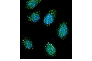Confocal immunofluorescent analysis of DTNA Antibody (C-term) (ABIN656504 and ABIN2845776) with 293 cell followed by Alexa Fluor 488-conjugated goat anti-rabbit lgG (green). (DTNA anticorps  (C-Term))