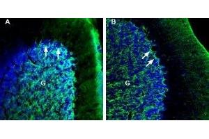 Expression of NETO2 in mouse and rat cerebellum - Immunohistochemical staining of perfusion-fixed frozen mouse and rat brain sections with Anti-NETO2 (extracellular) Antibody (ABIN7043377, ABIN7044386 and ABIN7044387), (1:200), followed by goat anti-rabbit-AlexaFluor-488.