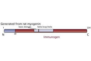 Image no. 1 for anti-Myogenin (Myogenic Factor 4) (MYOG) (AA 30-224) antibody (ABIN967512) (Myogenin anticorps  (AA 30-224))