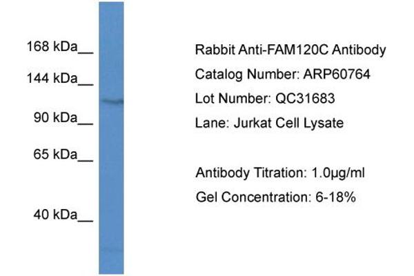 FAM120C 抗体  (N-Term)