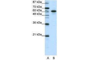 CBLL1 antibody (20R-1225) used at 0. (CBLL1 anticorps  (C-Term))