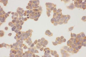 Anti-Hsp90-alpha-Picoband antibody,  ICC : MCF-7 Cell