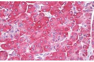 Anti-ATP1A1 antibody IHC staining of human pancreas. (ATP1A1 anticorps  (AA 5-54))