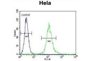 Flow cytometric analysis of Hela cells (right histogram) compared to a negative control cell (left histogram) using Cytochrome C1  Antibody (C-term), followed by  FITC-conjugated goat-anti-rabbit secondary antibodies. (Cytochrome C1 anticorps  (C-Term))