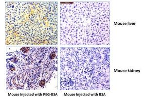Immunohistochemistry of mouse liver and kidney using 0. (Recombinant PEG anticorps  (methoxylated))