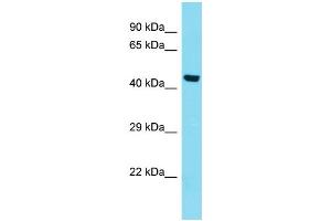 Host: Rabbit Target Name: KIAA0141 Sample Type: HepG2 Whole Cell lysates Antibody Dilution: 1. (DELE1/KIAA0141 anticorps  (N-Term))