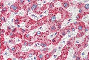 ABIN184703 (5µg/ml) staining of paraffin embedded Human Liver.