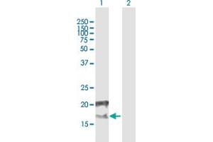 Western Blot analysis of CCDC126 expression in transfected 293T cell line by CCDC126 MaxPab polyclonal antibody. (CCDC126 anticorps  (AA 1-140))
