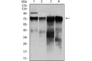 Western blot analysis using RAF1 antibody against HeLa (1), A431 (2), HepG (3), and SW620 (4) cell lysate. (RAF1 anticorps)