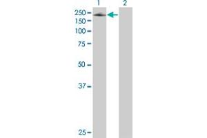 Western Blot analysis of SEMA6A expression in transfected 293T cell line ( H00057556-T01 ) by SEMA6A MaxPab polyclonal antibody.
