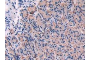 IHC-P analysis of Rat Tissue, with DAB staining.
