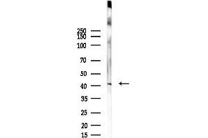 Western blot analysis of lysates from Rat testis, using PEX3 Antibody at 1/1000 dilution.