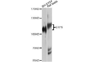 Western blot analysis of extracts of various cell lines, using LRP8 Antibody. (LRP8 anticorps)