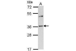 WB Image Sample (30 ug of whole cell lysate) A: H1299 10% SDS PAGE antibody diluted at 1:1000 (OR2A4 anticorps  (C-Term))