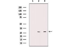 Western blot analysis of extracts from various samples, using 14-3-3 zeta Antibody. (14-3-3 zeta anticorps  (Internal Region))